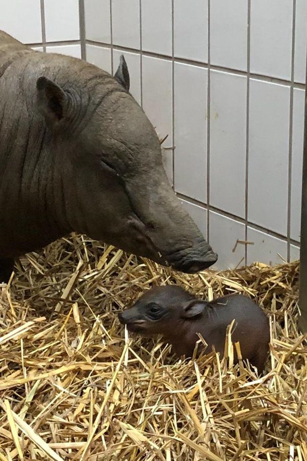 Der Grüne Zoo Wuppertal freut sich über die Geburt eines Hirschebers, der am 3. März 2021 nachmittags um 15.40 Uhr gesund zur Welt gekommen ist. Foto: Stadt Wuppertal