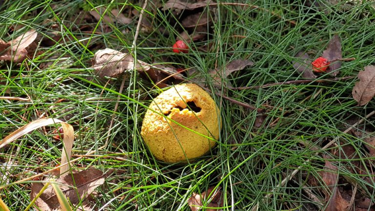 Kinder erleben Natur in den Herbstferien: Pilze und Bachtiere entdecken