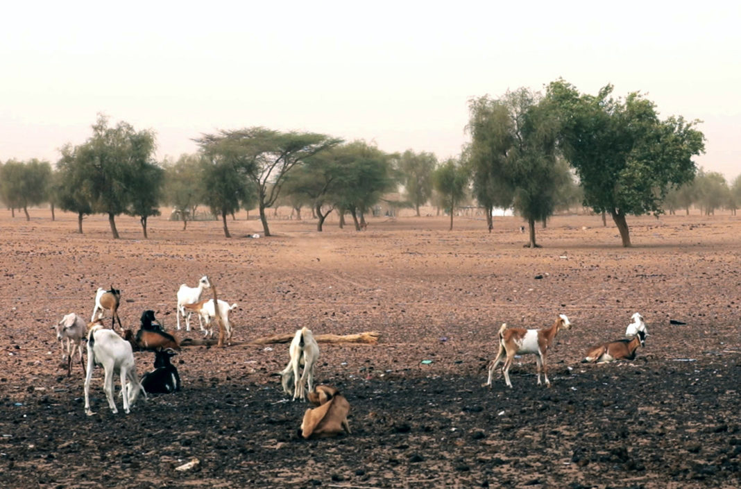 Die Ziegen im Senegal finden wegen der Dürre kaum noch Nahrung. © Radio Bremen - Irja von Bernstorff