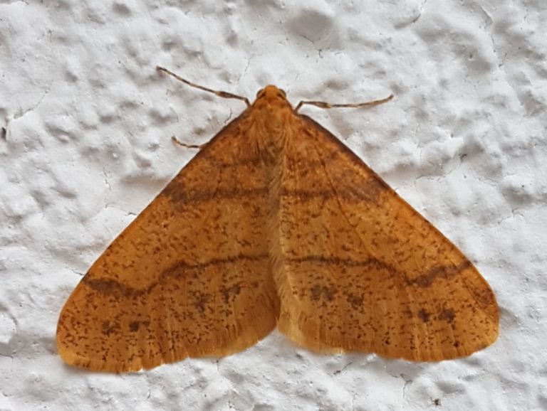 Naturerlebnis-Tipp: Schmetterlinge im Winter