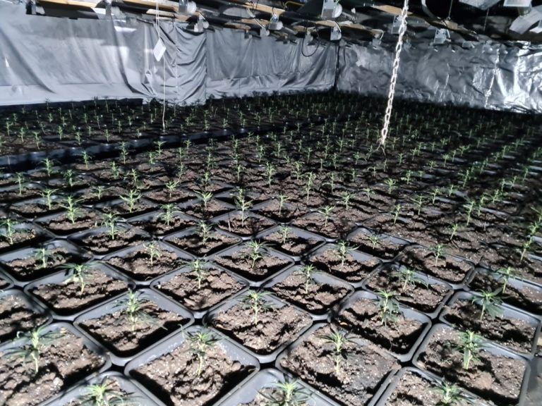 Cannabis-Plantage bei Kellerbrand entdeckt