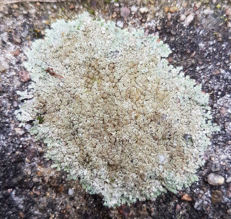 Natur-Schule Grund stellt die Flechte des Jahres 2021 vor