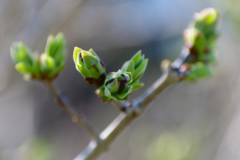 Ein Baum für jedes Baby – Jugendorganisationen der Ampel ziehen an einem Strang