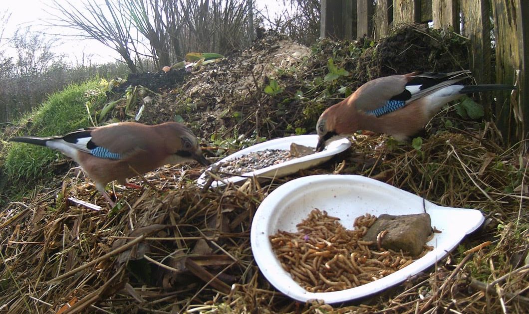 Eichelhäher beim Futterversuch. Foto: Natur-Schule Grund