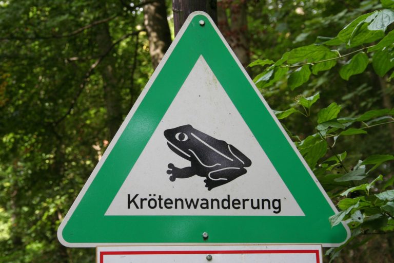 Amphibienwanderung ist gestartet