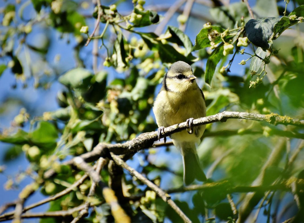 Auch Meisen lassen sich hoffentlich zur Stunde der Gartenvögel blicken. Foto: Ralph Fotos