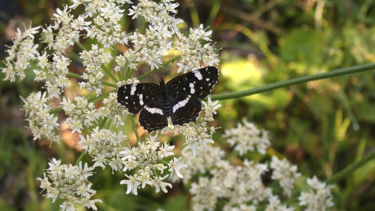 Aufruf zum BioBlitz 2022: Schmetterlinge melden