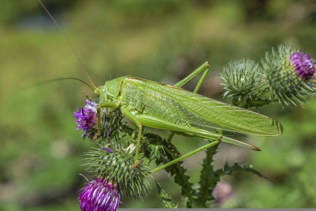 BioBlitz in der Natur-Schule Grund: Ein Grashüpfer auf einer blühenden Distel.