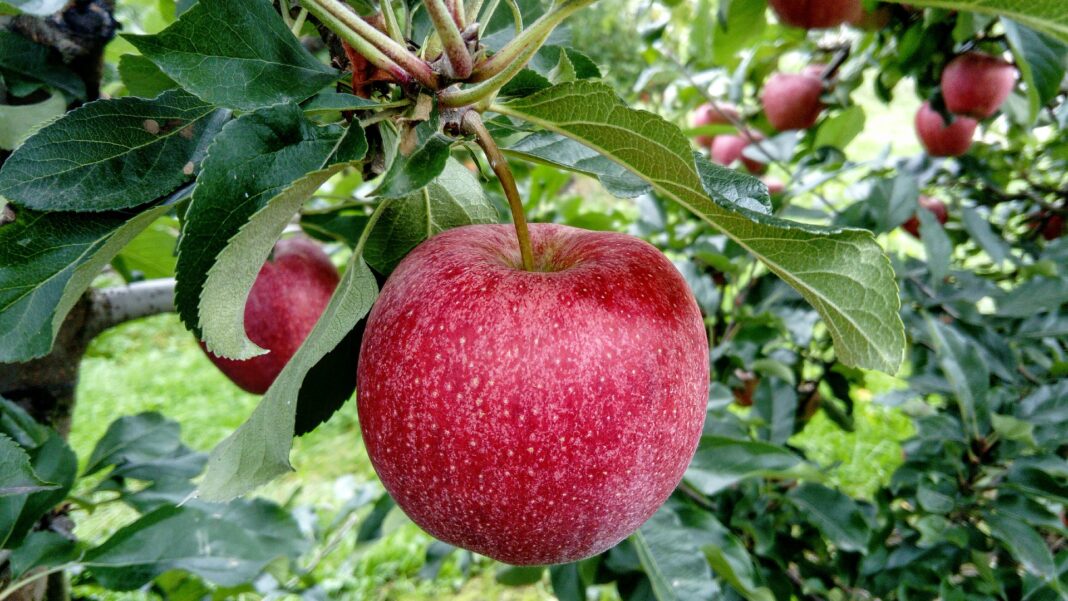 Reife Äpfel am Apfelbaum. Foto: Julita