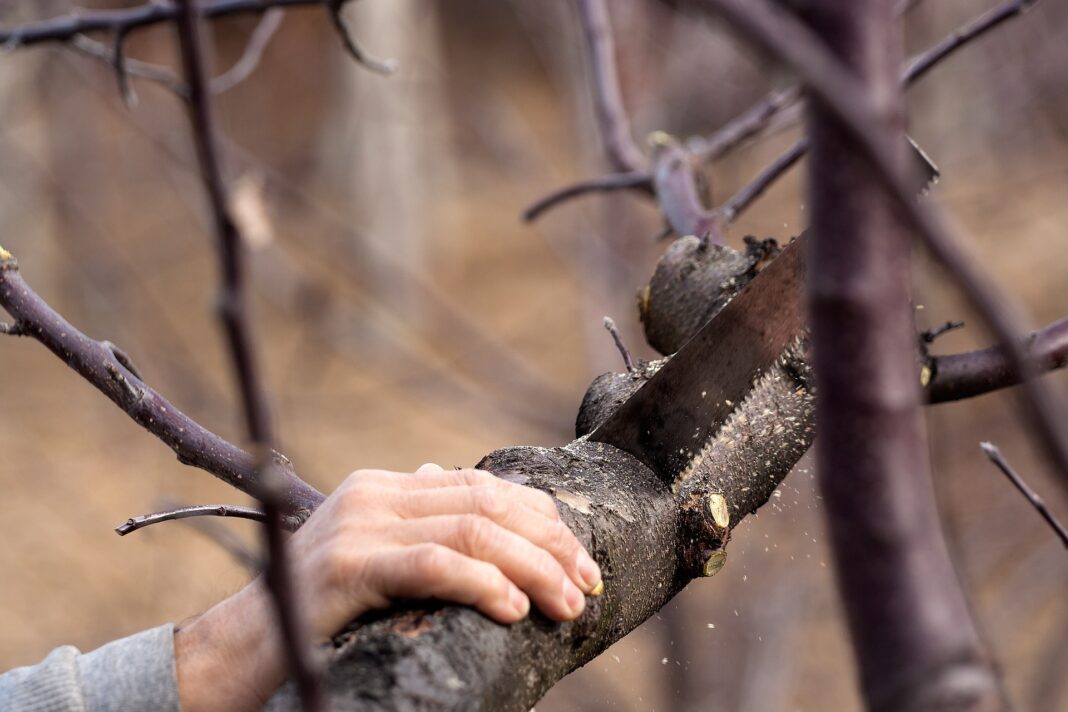 Der richtige Schnitt will schon beim Jungbaum gelernt sein, damit der Baum später reich an Früchten ist. Foto: MireXa