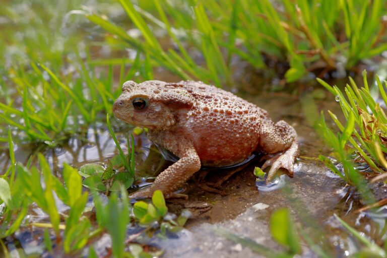 Erdkröte und Grasfrosch gehen auf Wanderschaft