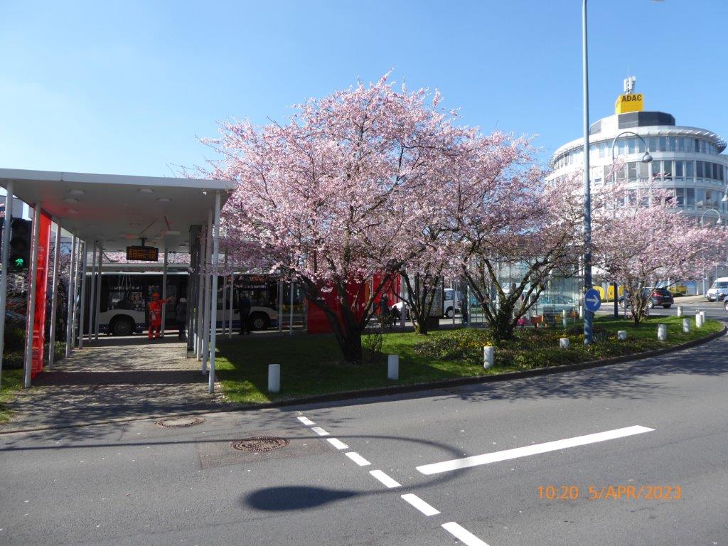 Kirschblüten an der Bushaltestelle 