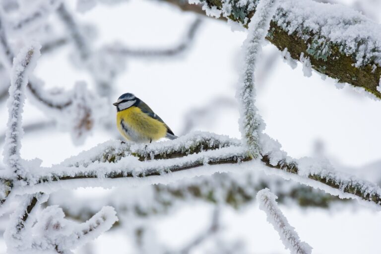 Natur-Schule ruft auf: Wintervögel beobachten und zählen