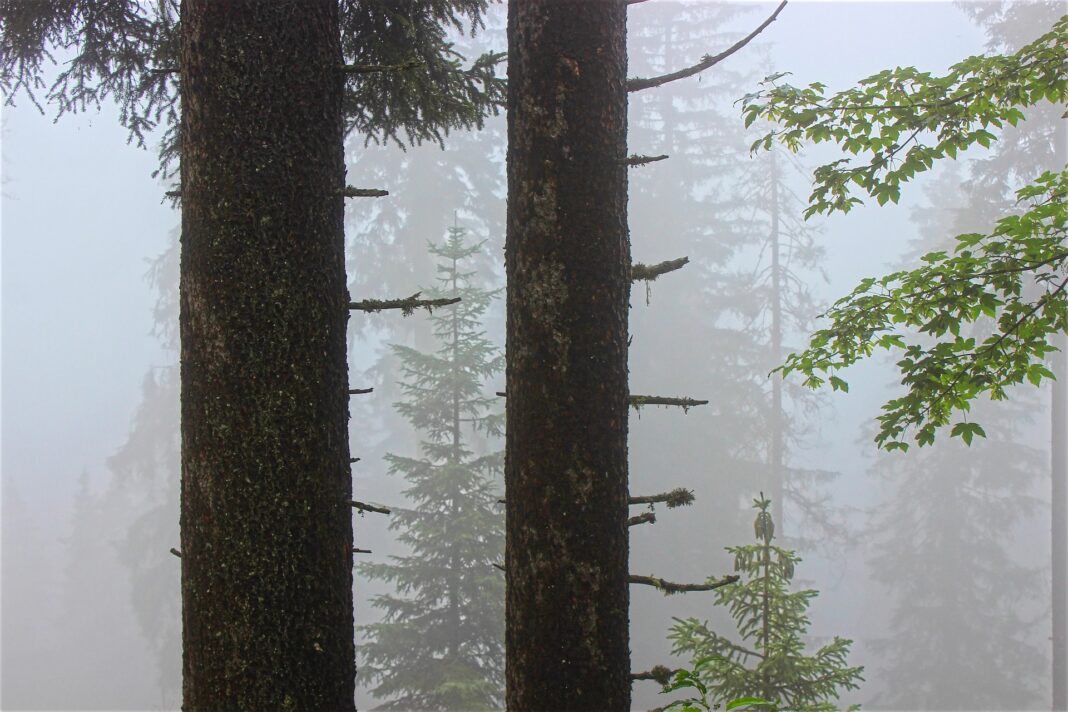 Fichten im Nebel. Foto: Michael Reichelt